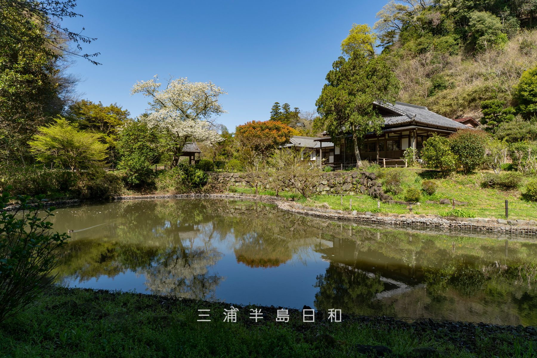 建長寺-回春院・春の大覚池（撮影日：2026.04.03）