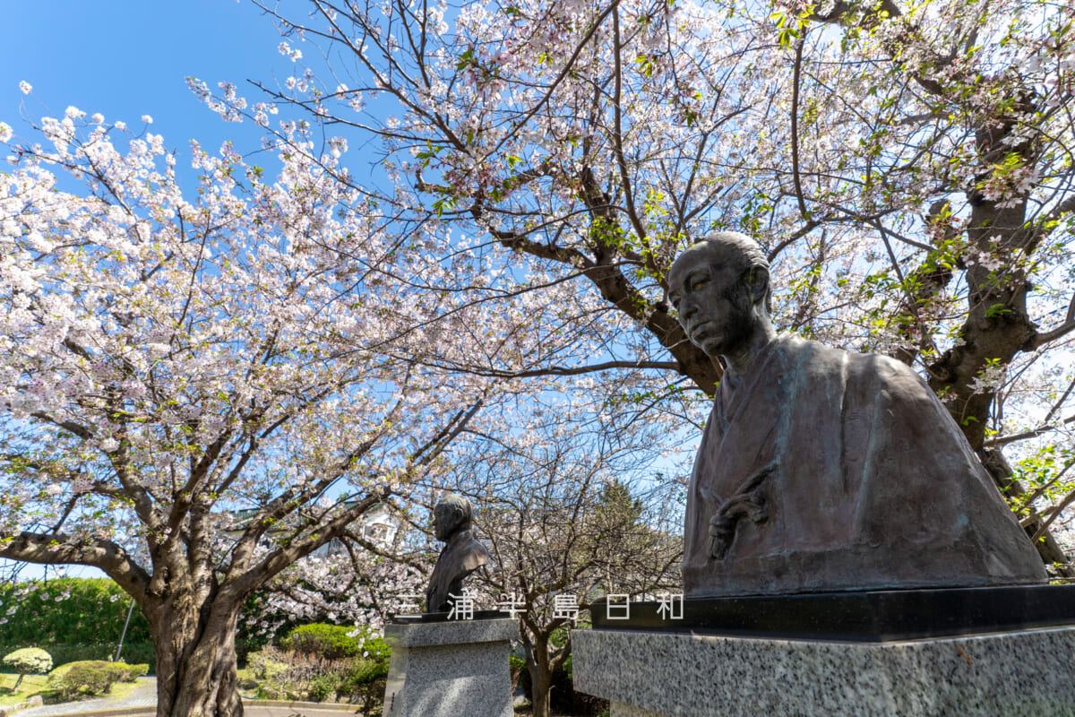 平和中央公園-博物館前広場・桜の季節の朝倉文夫「小栗上野介忠順胸像」[斜め右]（撮影日：2026.04.08）