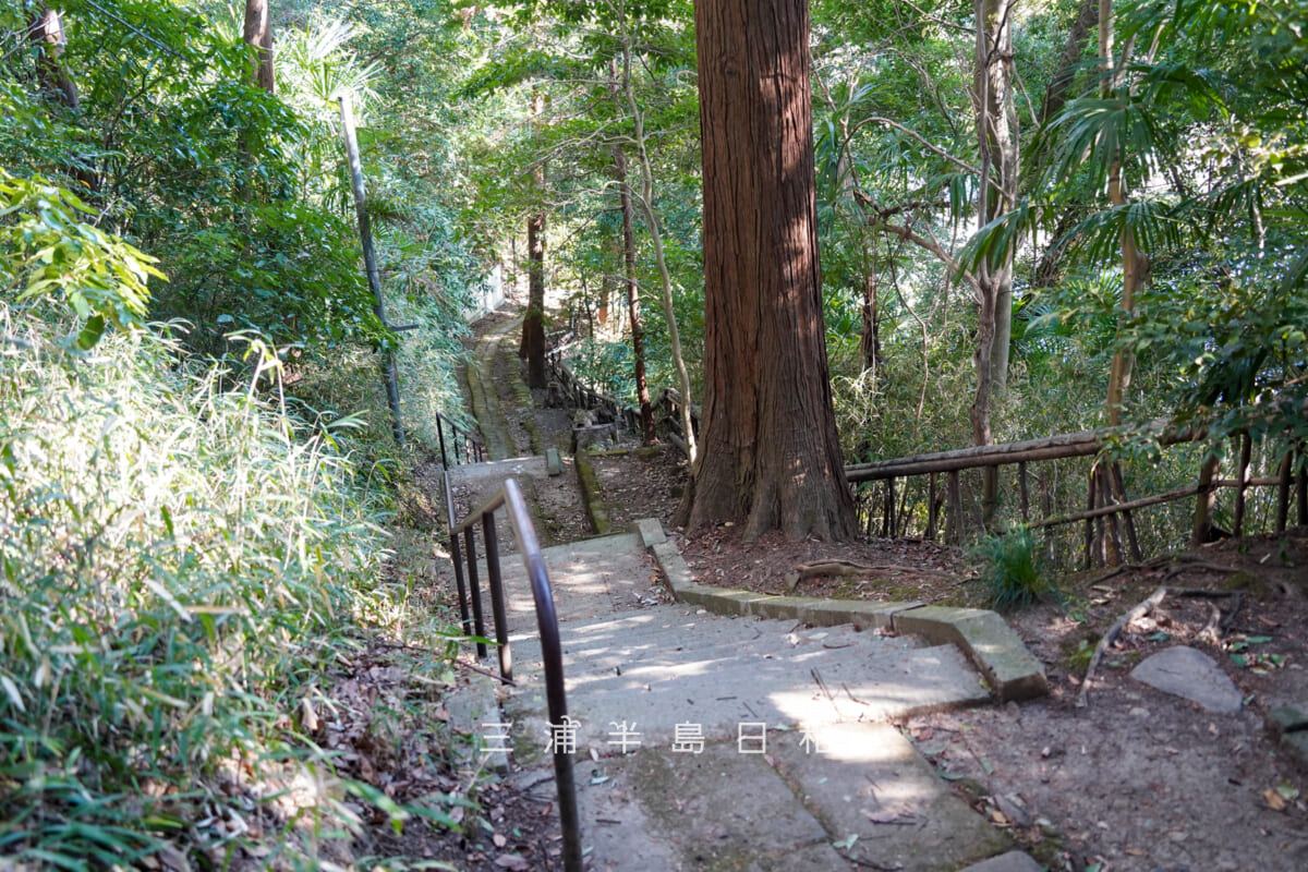 熊野神社（浄明寺）・参道の長い石段を見下ろす（撮影日：2026.02.03）