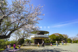 披露山公園の桜（撮影日：2026.04.03）