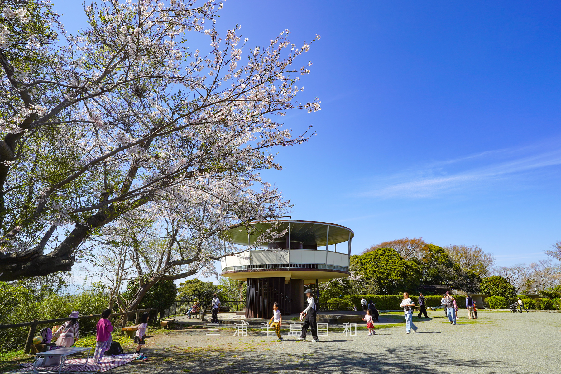 披露山公園の桜（撮影日：2026.04.03）