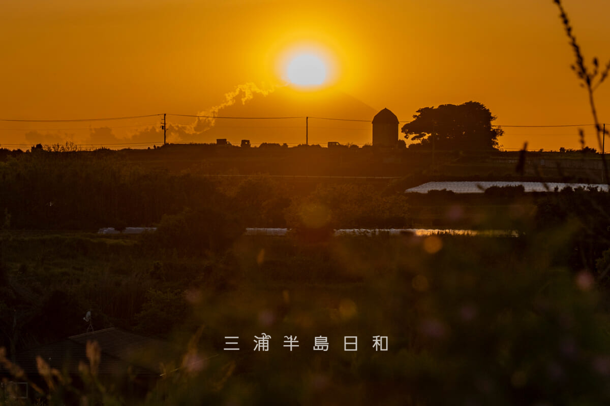 給水塔の丘と沈むダイヤモンド富士[ハマダイコン越し]（撮影日：2026.04.21）