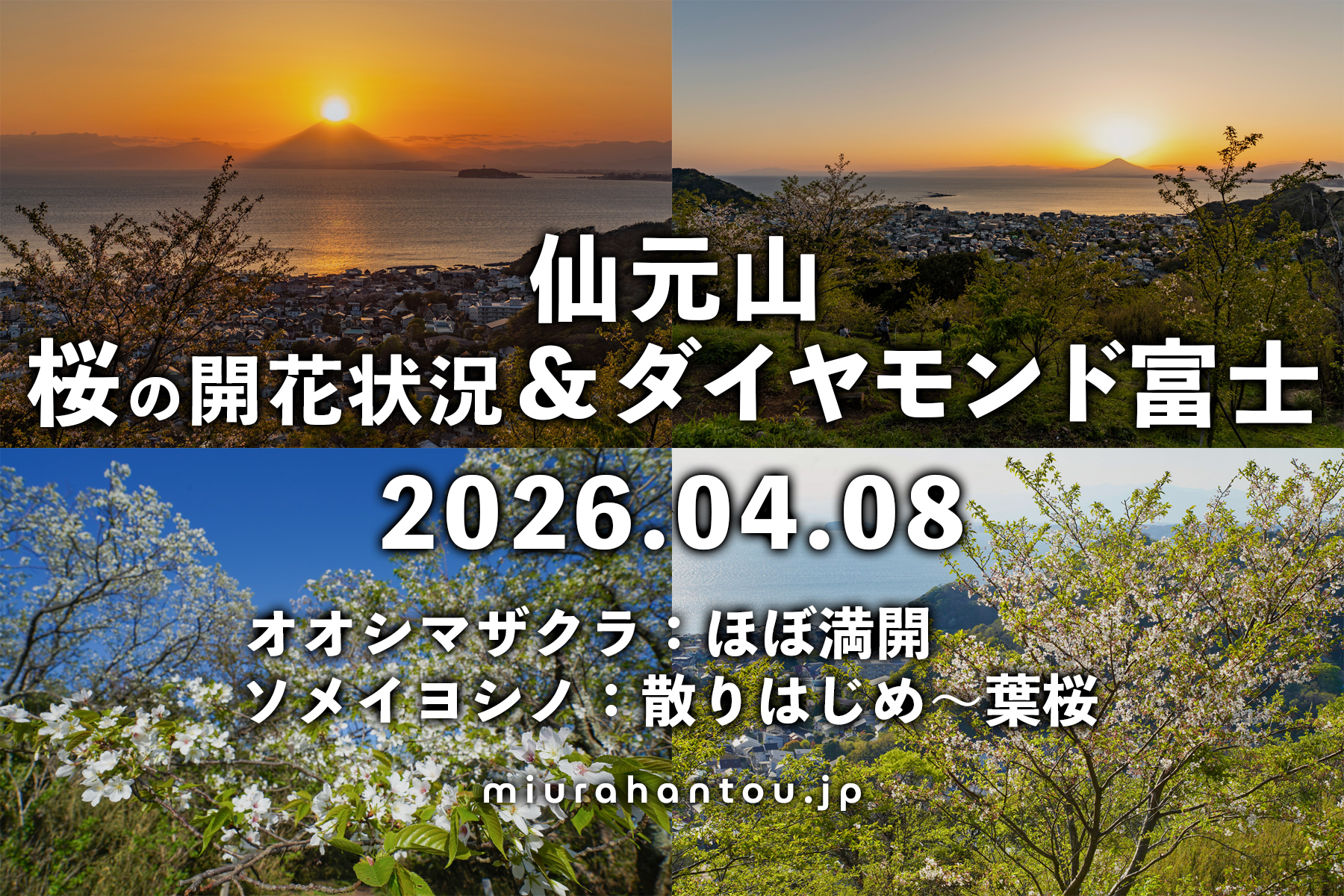 仙元山の桜＆春のダイヤモンド富士（撮影日：2026.04.08）