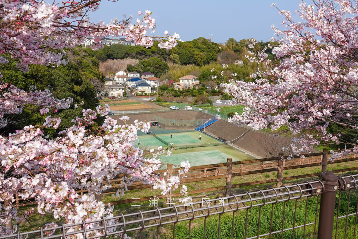 潮風スポーツ公園(三浦スポーツ公園)・野球場横の桜越しにテニスコートを見下ろす(撮影日:2026.03.29)
