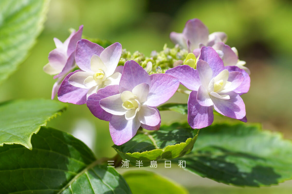瀬戸神社-祈りの花神苑(紫陽花神苑)・開花状況-6(撮影日:2026.05.19)