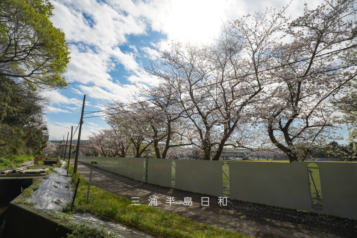 陸上自衛隊久里浜駐屯地・見学用地下壕入口前の桜並木（撮影日：2026.04.02）