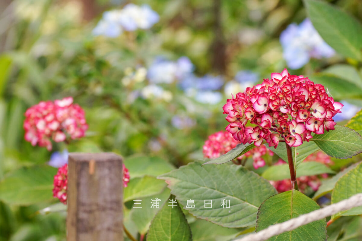 瀬戸神社-祈りの花神苑(紫陽花神苑)・開花状況-4(撮影日:2026.05.19)
