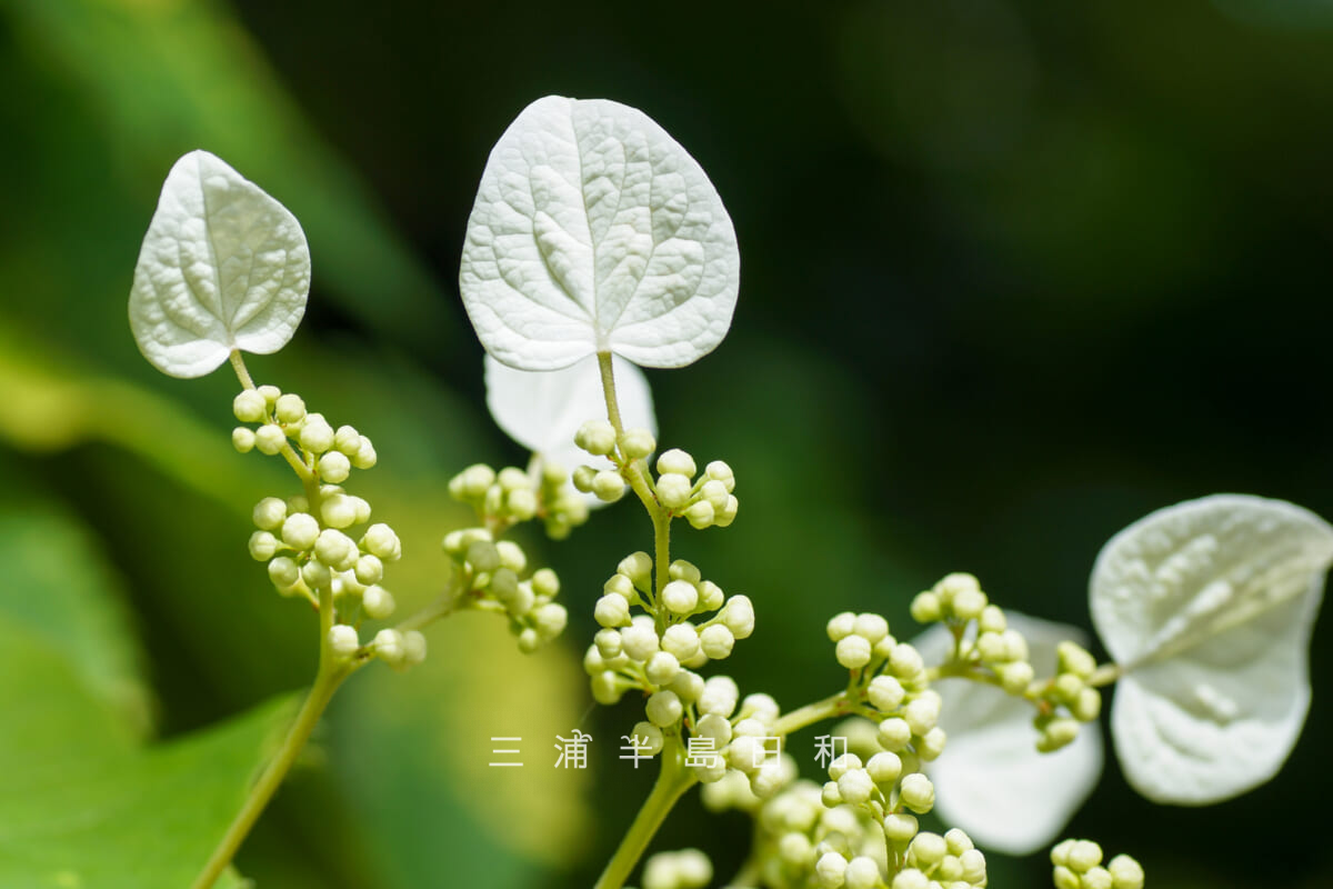 瀬戸神社-祈りの花神苑(紫陽花神苑)・開花状況-7(撮影日:2026.05.19)