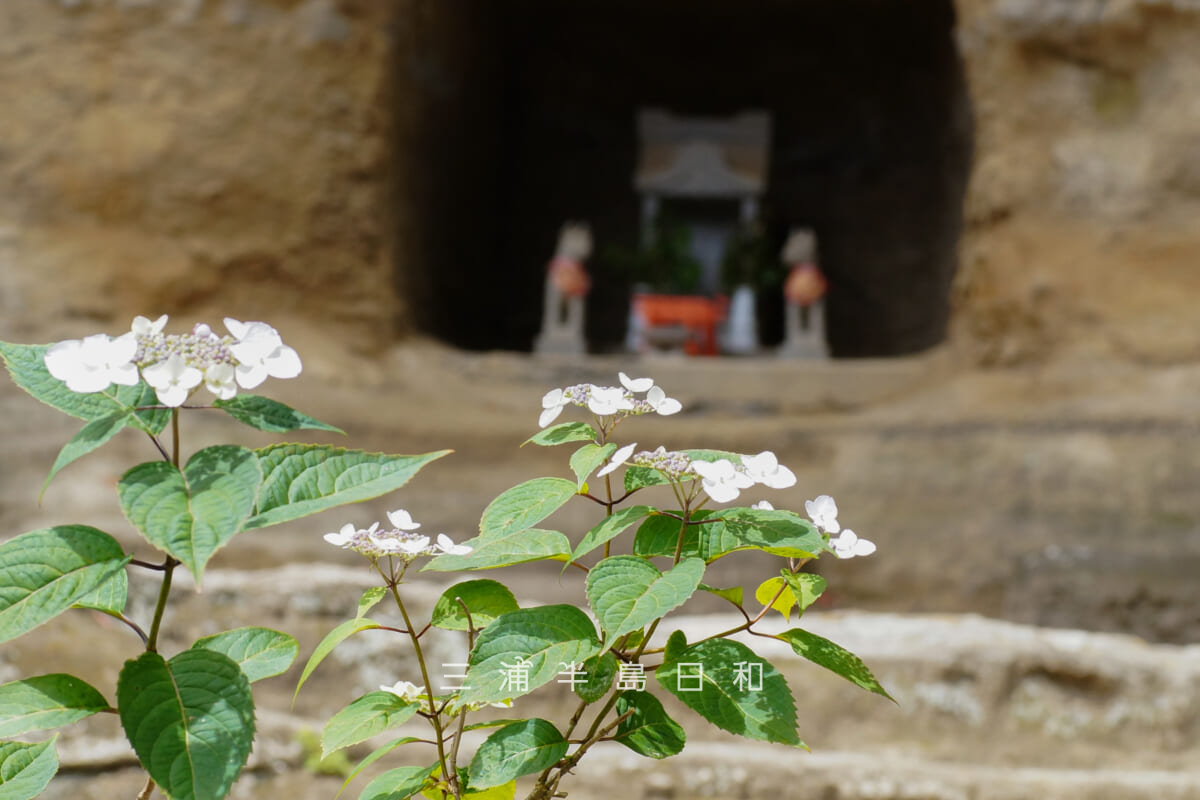 瀬戸神社-祈りの花神苑(紫陽花神苑)・開花状況-3(撮影日:2026.05.19)