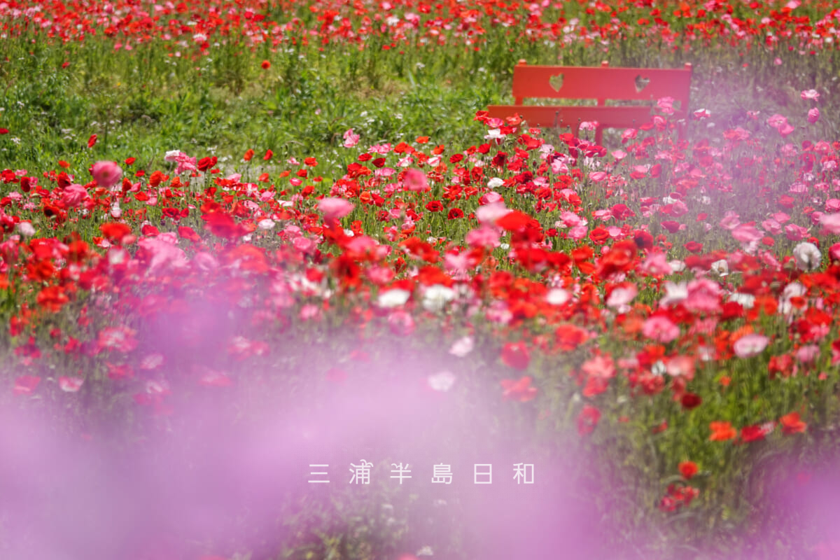 くりはま花の国-ポピー園・園路沿いのアグロステンマ越しにポピー園中央のベンチを望む（撮影日：2026.05.19）