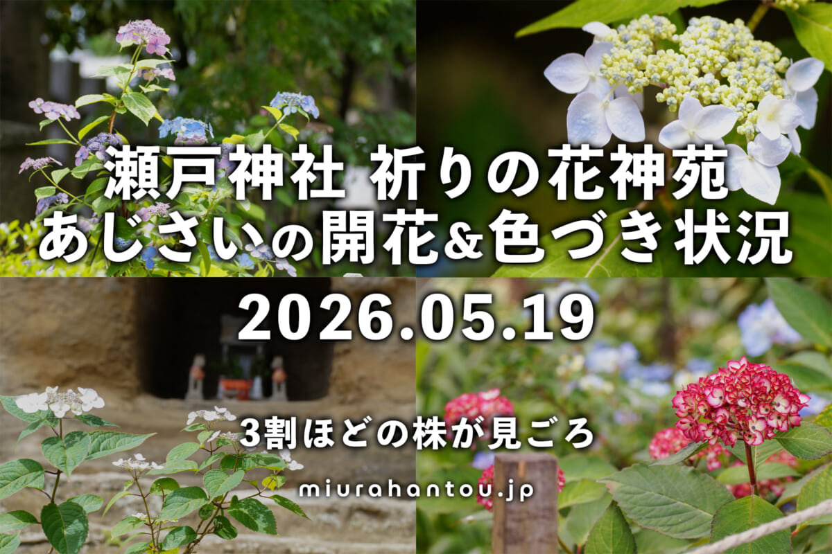 瀬戸神社のあじさい・開花＆色づき状況（撮影日：2026.05.19）