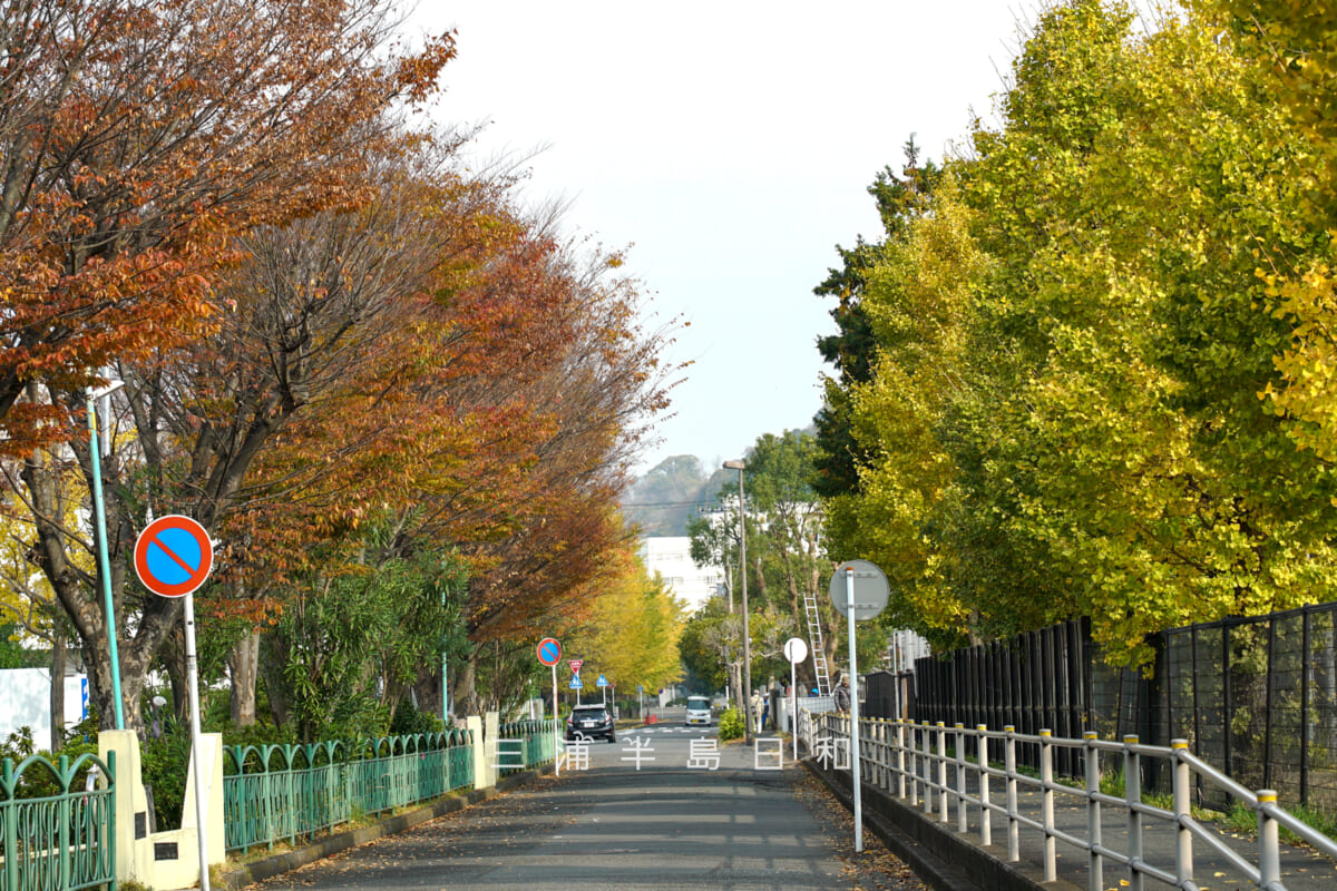 久里浜公園前の紅葉&黄葉(撮影日:2023.11.27)