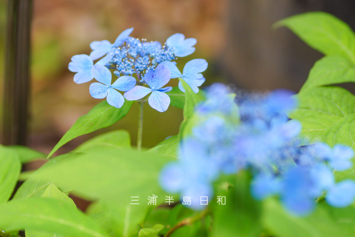 瀬戸神社-祈りの花神苑(紫陽花神苑)・開花状況-5(撮影日:2026.05.19)