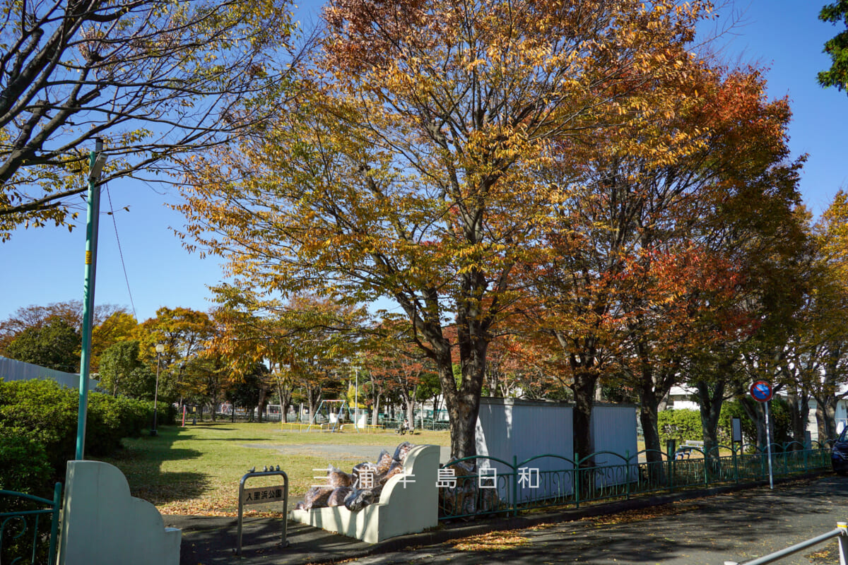 久里浜公園の紅葉(撮影日:2024.11.27)