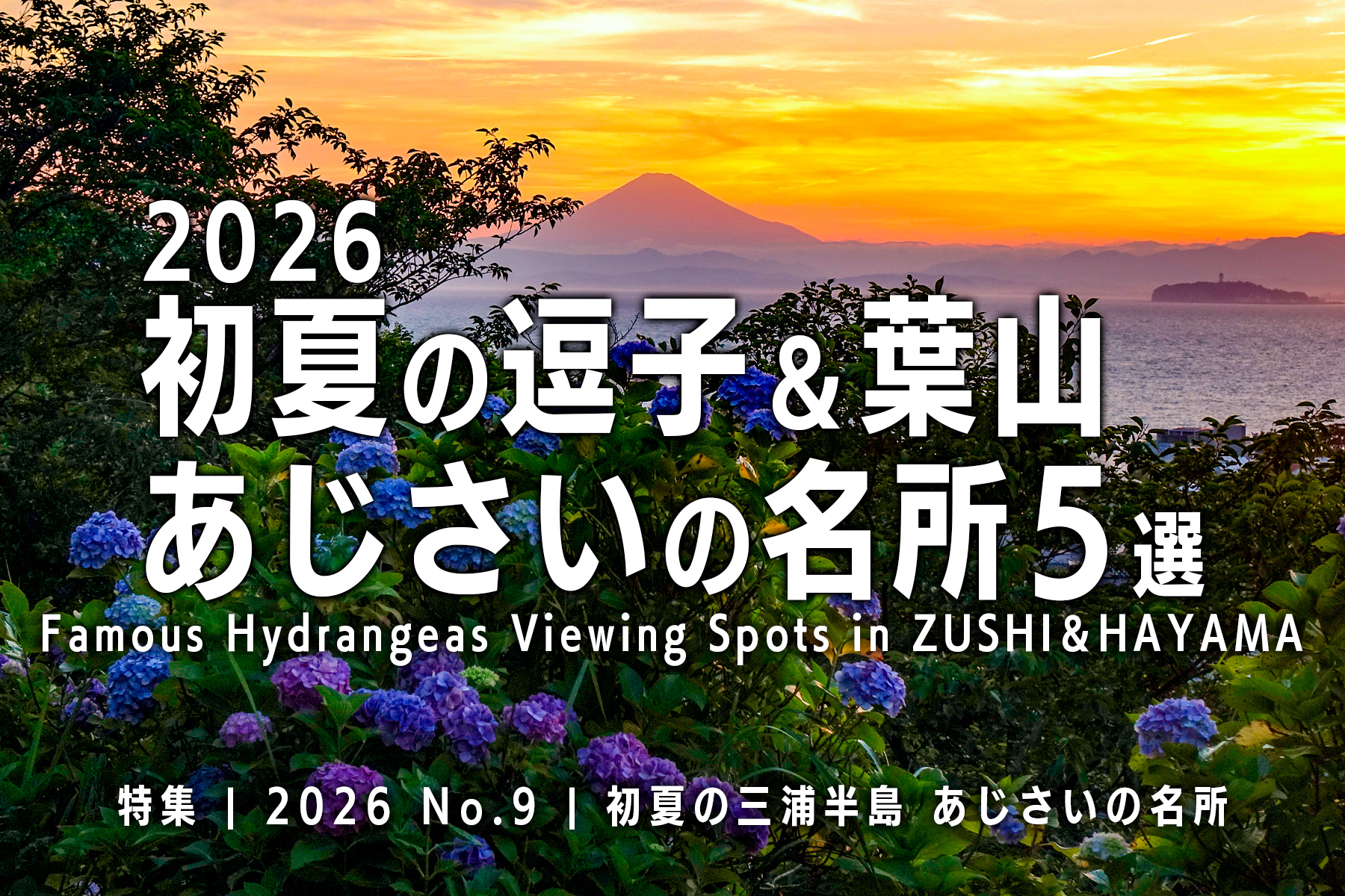 【2026 No.9】特集 | 逗子葉山あじさいの名所