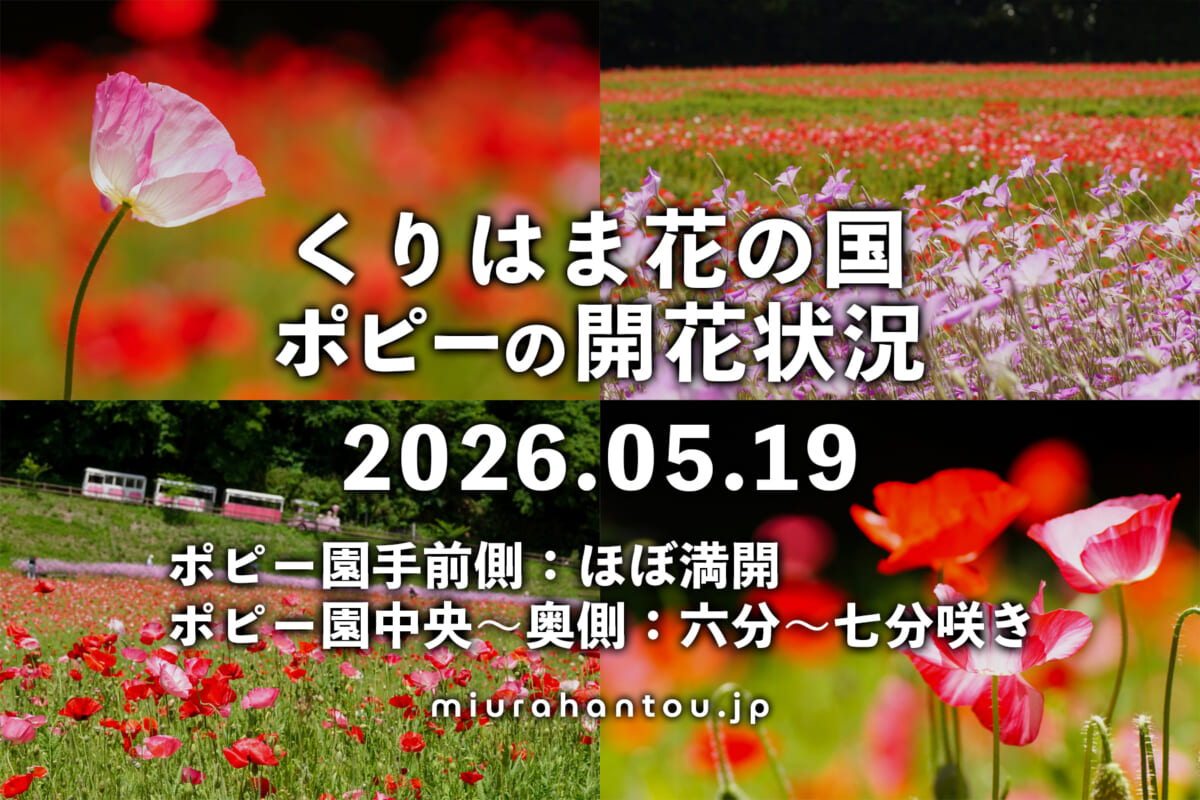 くりはま花の国のポピー・開花状況（撮影日：2026.05.19）