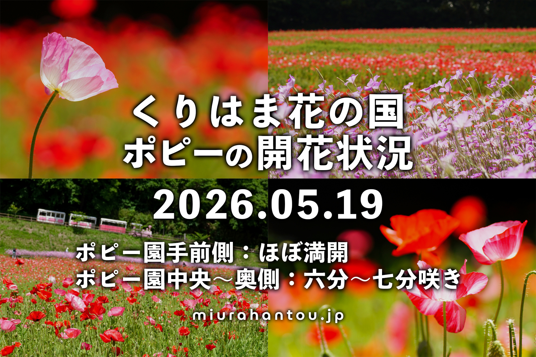 くりはま花の国のポピー・開花状況（撮影日：2026.05.19）