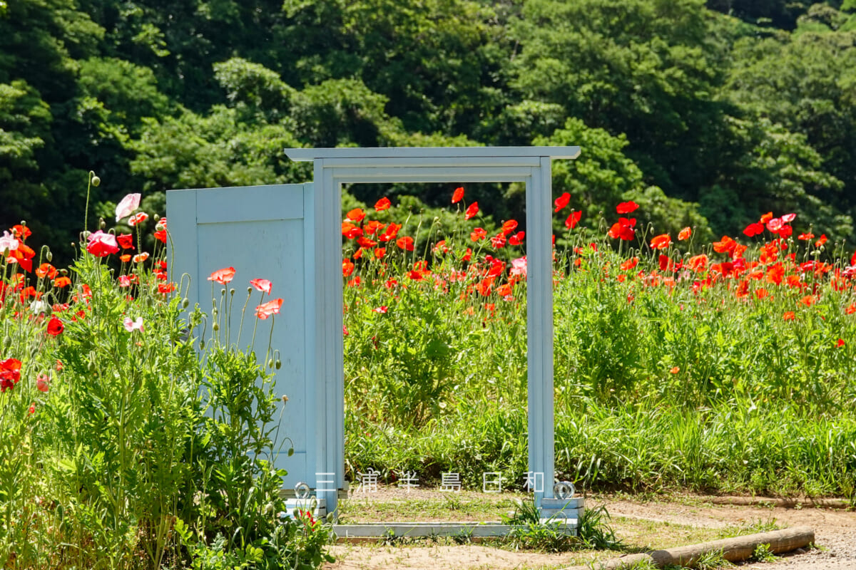 くりはま花の国-ポピー園・どこでもドア型のフォトスポット（撮影日：2026.05.19）