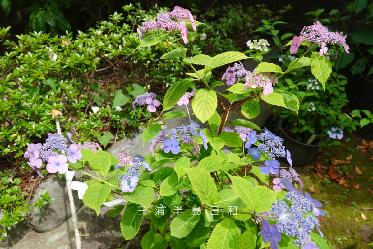 瀬戸神社-祈りの花神苑(紫陽花神苑)・開花状況-1(撮影日:2026.05.19)