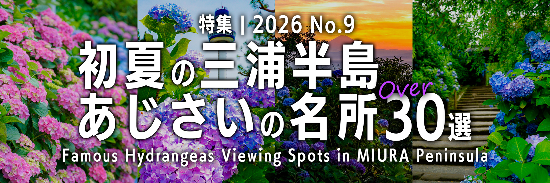 【2026 No.9】特集 | 三浦半島あじさいの名所