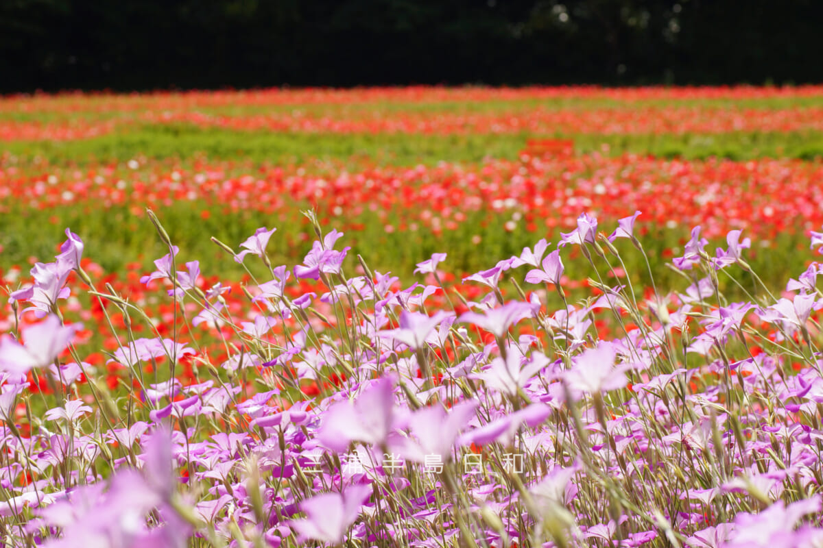 くりはま花の国-ポピー園・園路沿いのアグロステンマ越しにポピー園を望む（撮影日：2026.05.19）