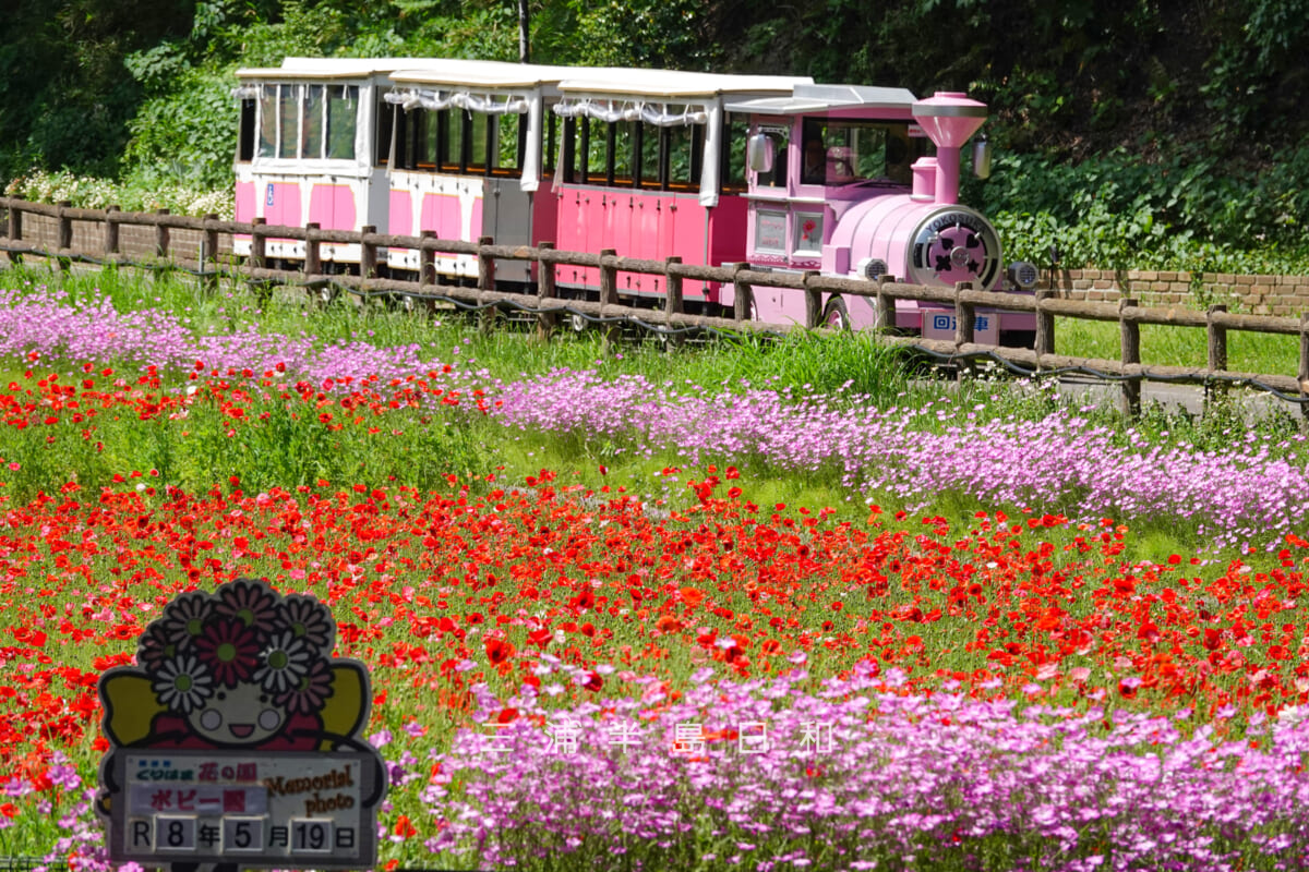 くりはま花の国-ポピー園・園路を走るフラワートレイン（撮影日：2026.05.19）