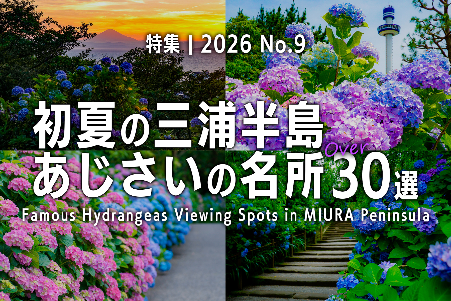 2026初夏の三浦半島あじさいの名所30選