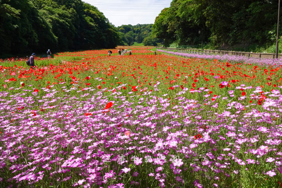 くりはま花の国-ポピー園・ポピー園をアグロステンマ越しに望む（撮影日：2026.05.19）