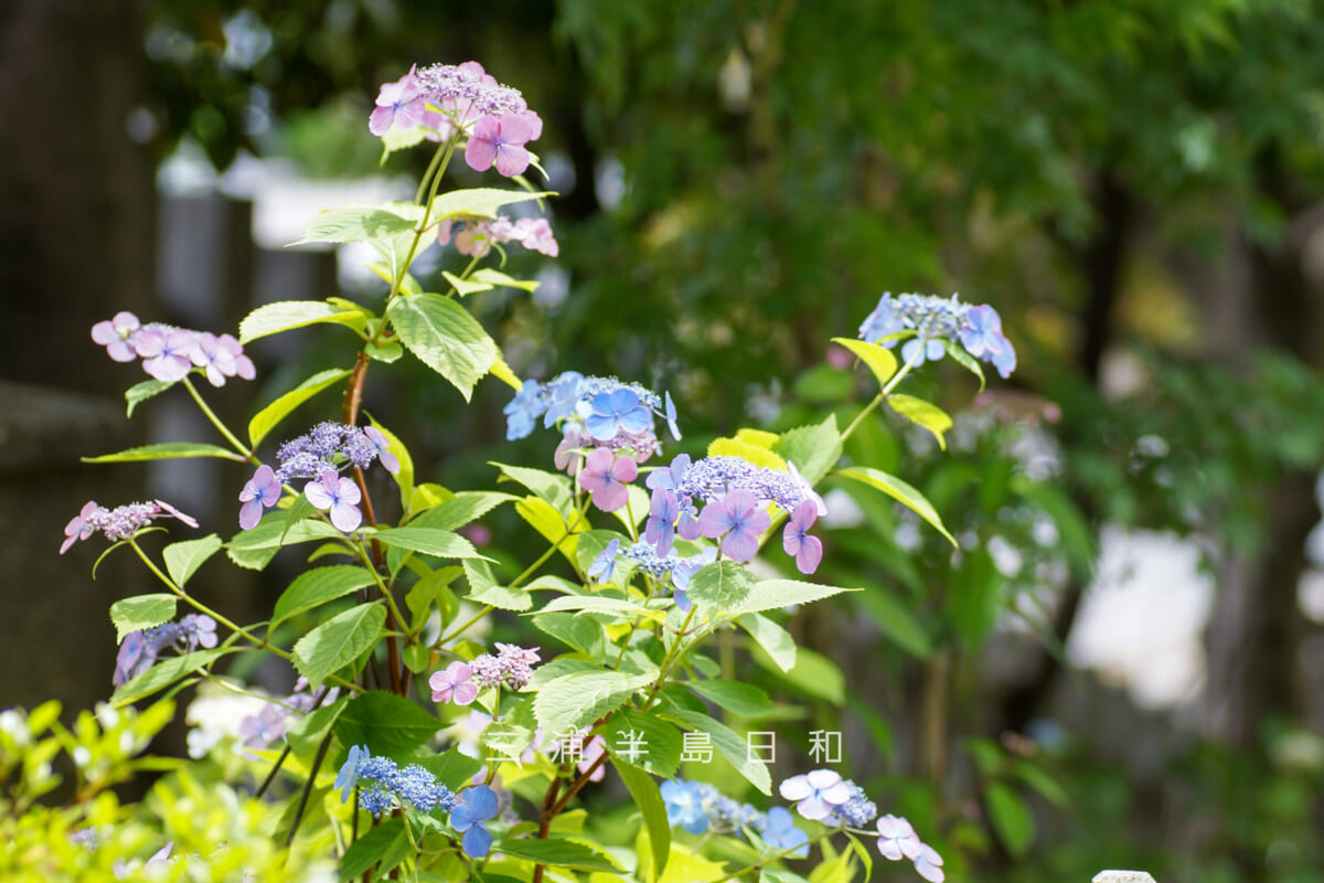 瀬戸神社-祈りの花神苑(紫陽花神苑)・開花状況-2(撮影日:2026.05.19)