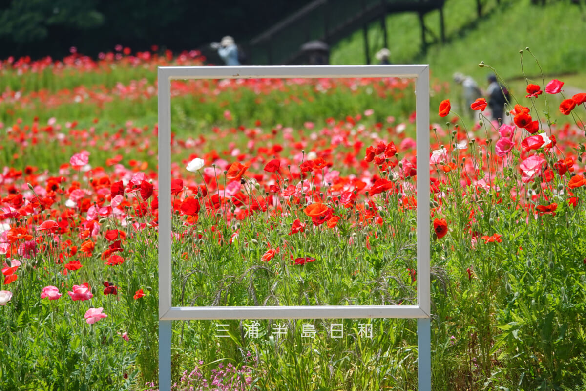 くりはま花の国-ポピー園・額縁型のフォトスポット（撮影日：2026.05.19）