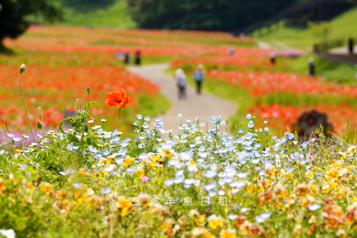 くりはま花の国-ポピー園・ネモフィラなどが咲くポピー園前の花壇越しにポピー園方面を望む（撮影日：2026.05.19）