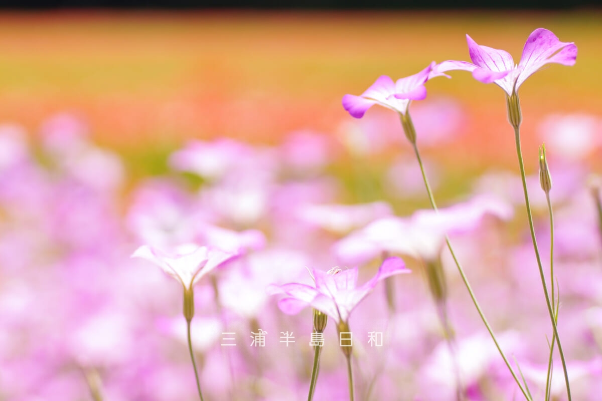 くりはま花の国-ポピー園・アグロステンマ（撮影日：2026.05.19）
