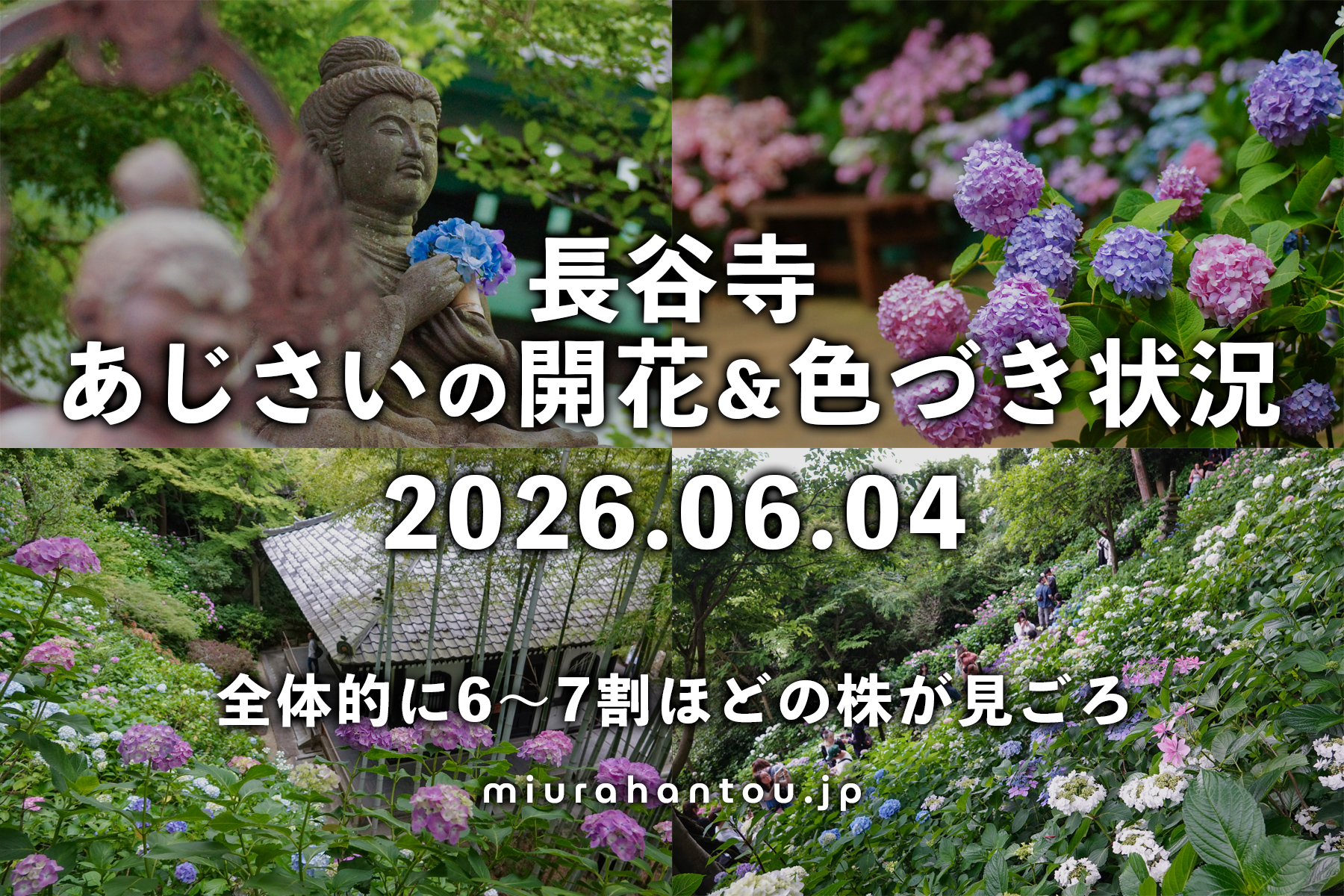 長谷寺のあじさい・開花＆色づき状況（撮影日：2026.06.04）