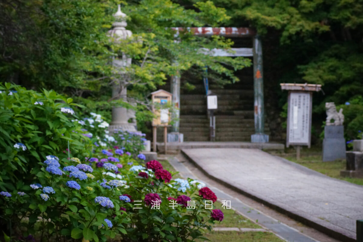 建長寺-半僧坊・参道沿いのあじさい(撮影日:2026.06.12)
