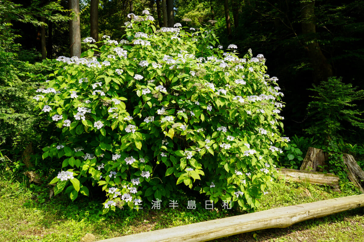 建長寺-回春院・大覚池のほとりのガクアジサイ（撮影日：2026.06.12）