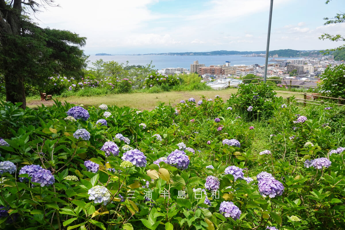 あじさい公園・展望広場前方のあじさいを広場なかほどより望む（撮影日：2026.06.19）