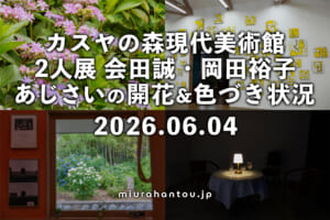 カスヤの森現代美術館のあじさい・開花＆色づき状況（撮影日：2026.06.04）