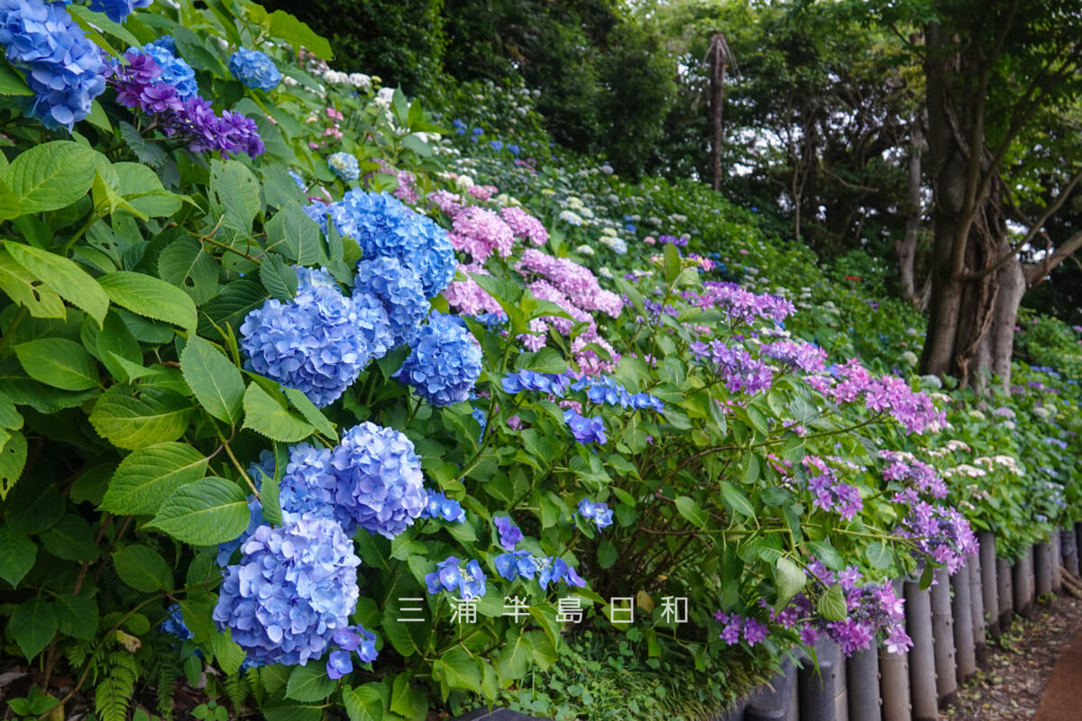 長谷寺-あじさい路・散策路上部のあじさい（撮影日：2026.06.04）