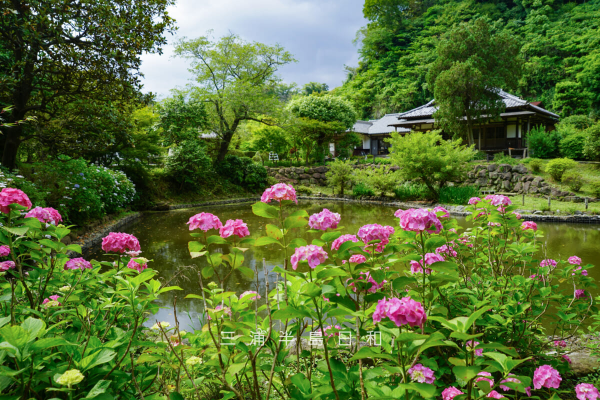 建長寺-回春院・大覚池のほとりのあじさい（撮影日：2026.06.12）