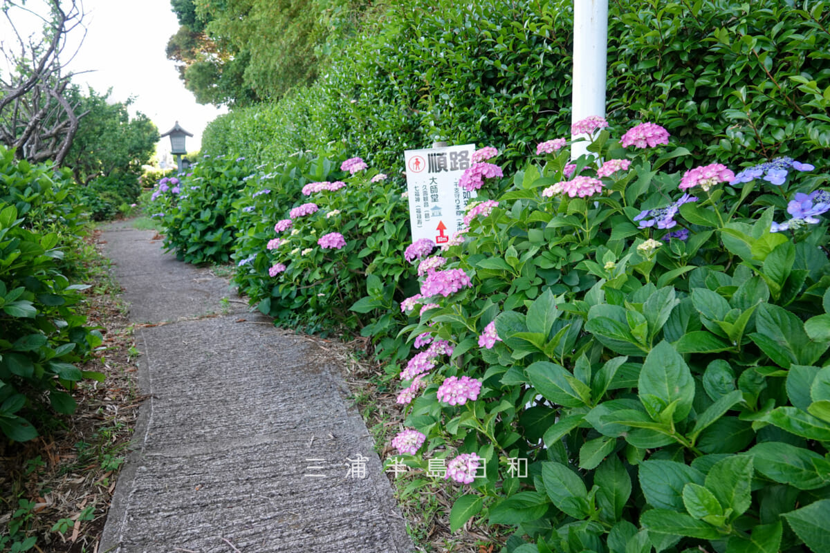 妙音寺・花山曼荼羅参道沿いのあじさい(撮影日:2026.06.06)