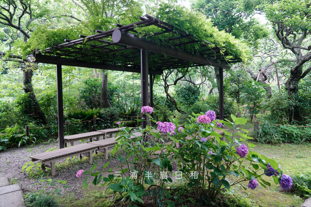 瑞泉寺・東屋付近のあじさい(撮影日:2026.06.24)
