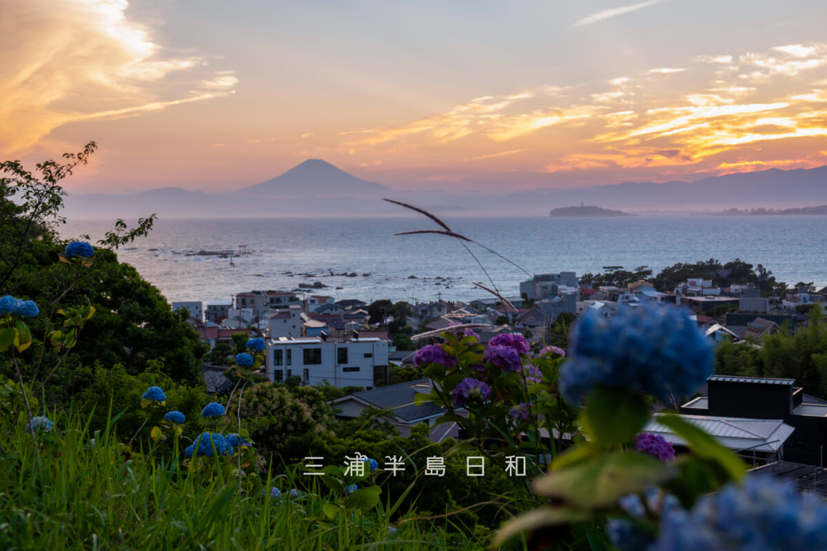 あじさい公園・夕暮れの展望広場下斜面のあじさい越しに名島（菜島）、江の島方面を望む[アップ]（撮影日：2026.06.01）