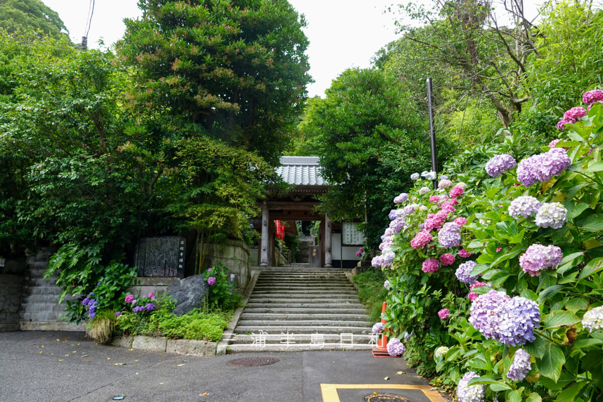 岩殿寺(岩殿観音)・山門とあじさい(撮影日:2026.06.19)