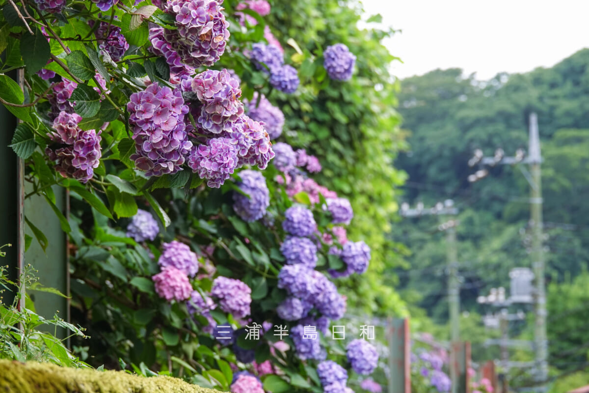 紅葉ヶ谷のあじさい並木を瑞泉寺側から望む[アップ]（撮影日：2026.06.24）