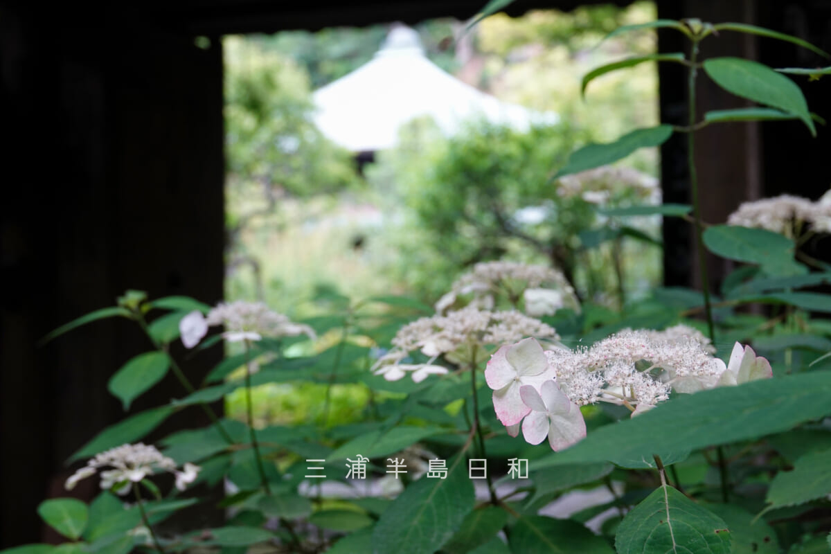 瑞泉寺・山門前のヤマアジサイ[アップ]（撮影日：2026.06.24）