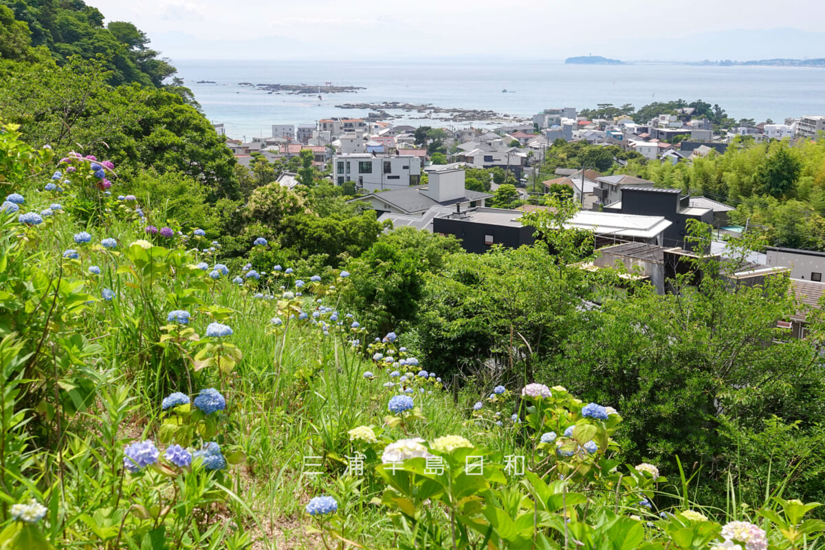 あじさい公園・展望広場下斜面のあじさい越しに名島（菜島）、江の島方面を望む（撮影日：2026.06.01）