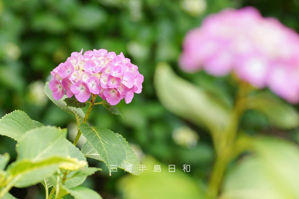 あじさい公園・一番下の広場のピンク色のアジサイ[アップ]（撮影日：2026.06.01）