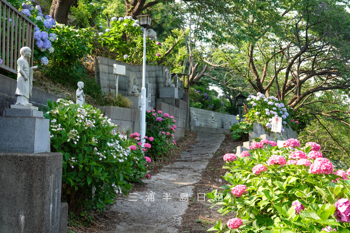 妙音寺・参道沿いのあじさい(撮影日:2026.06.13)