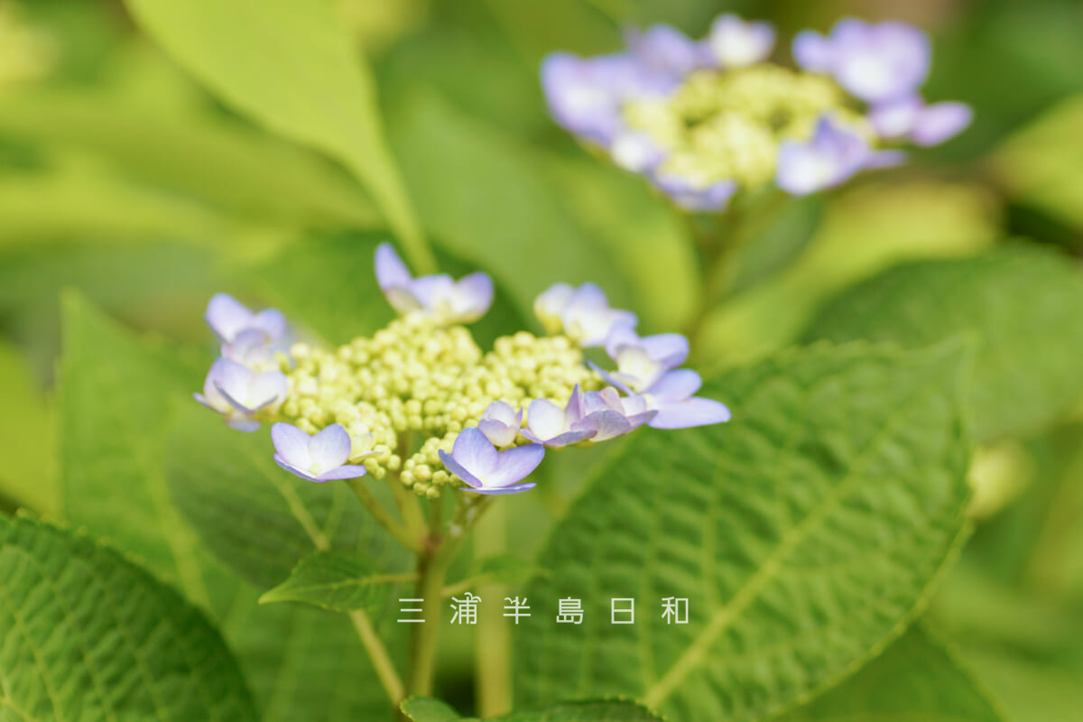 カスヤの森現代美術館・竹林の中の薄紫色のヤマアジサイ(撮影日:2026.06.04)