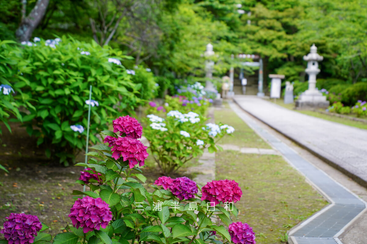 建長寺-半僧坊・参道のあじさい並木[アップ]（撮影日：2026.06.12）